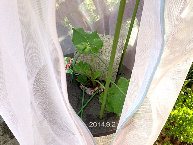 プチヴェール 防虫ネット