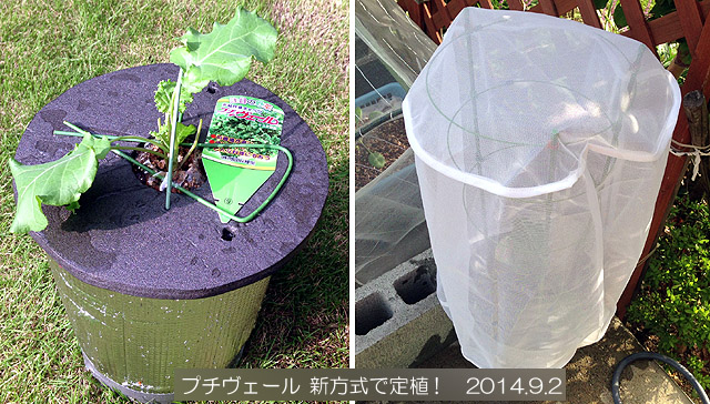 プチヴェール定植 水耕