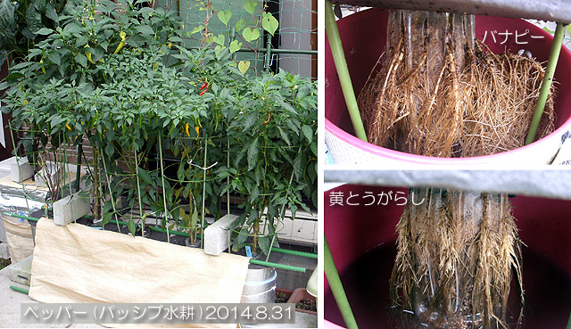とうがらし バナピー 水耕