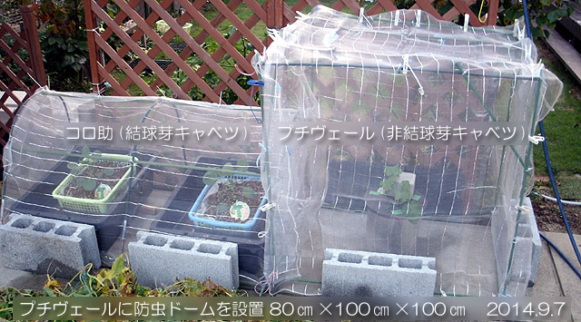 コロ助 プチヴェール 芽キャベツ 水耕 固形培地耕