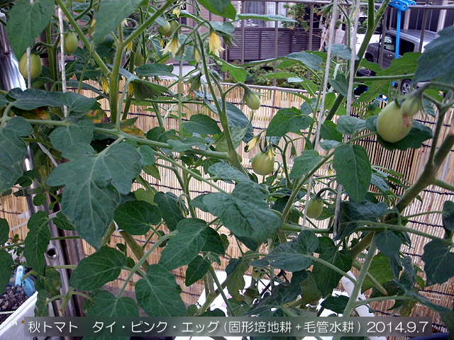 タイ・ピンク・エッグ 固形培地耕 秋トマト