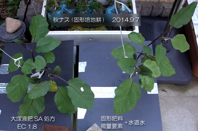 秋ナス 固形培地耕