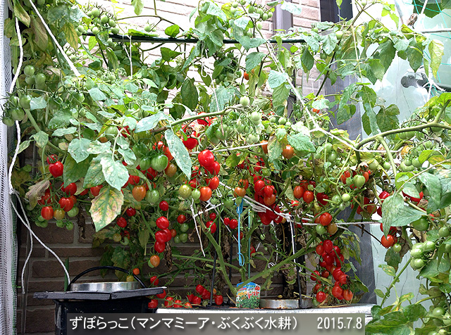 トマトはみんな撤収開始 水耕野菜生活 イイネ