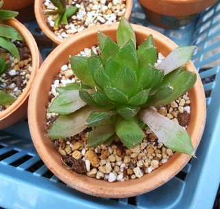 風景 多肉植物 植物等編 日々 ケ セラ セラ