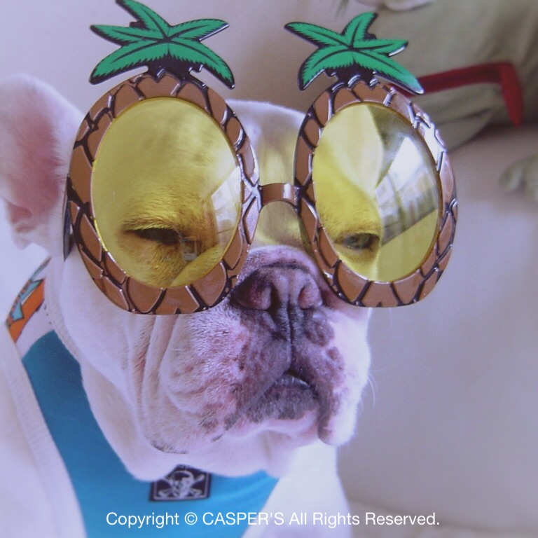 FRENCH BULLDOG CASPER
