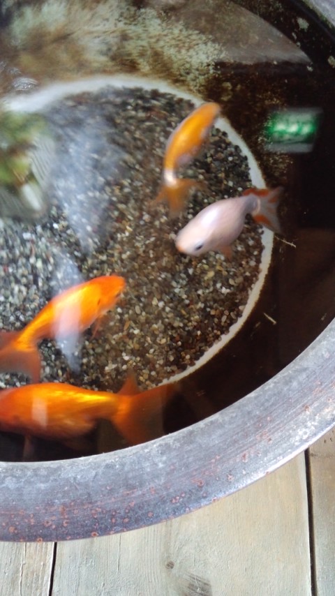 らんちゅう