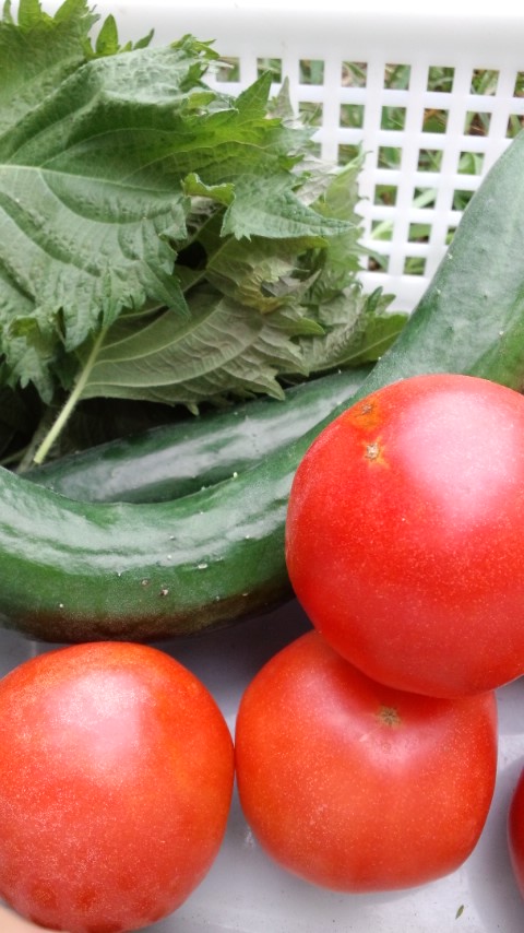 夏野菜たち