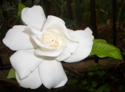 初めて咲いたくちなしの花 女性は太陽