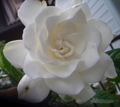 初めて咲いたくちなしの花 女性は太陽