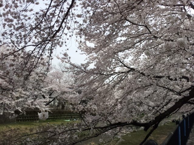 調布 野川の桜