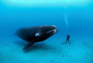 シャチ漁の悲劇 オルカの捕獲 この世界のためにできること すべてはひとつ