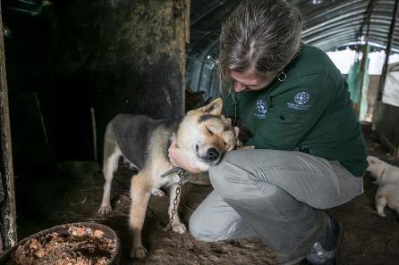 韓国犬肉 犬の食肉処理は違法 この世界のためにできること すべてはひとつ