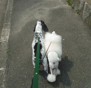 ハテナ散歩