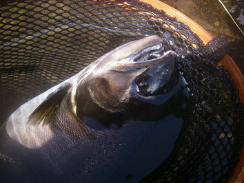 ぽよよんさんが釣った2匹目の大物!!