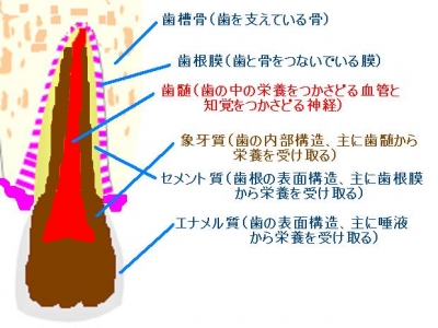 歯の構造