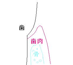 歯周組織