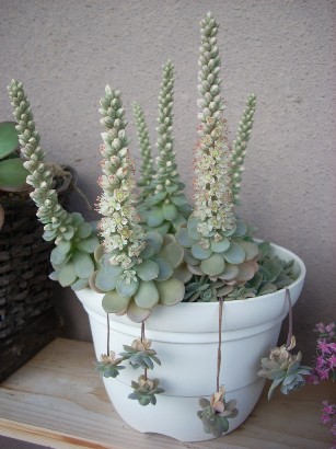 ミセバヤと子持ち蓮華の花 コアラのしっぽ