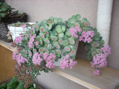 ミセバヤの花２ コアラのしっぽ