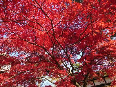 rps20181113_102015_867.jpg