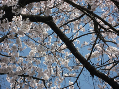 桜