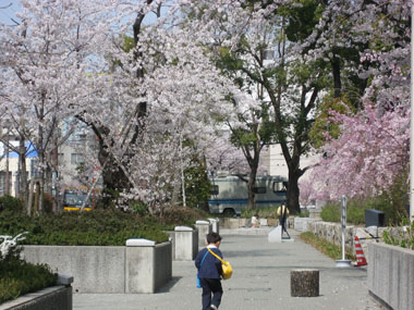 桜