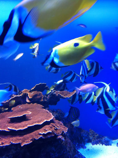鳥羽水族館