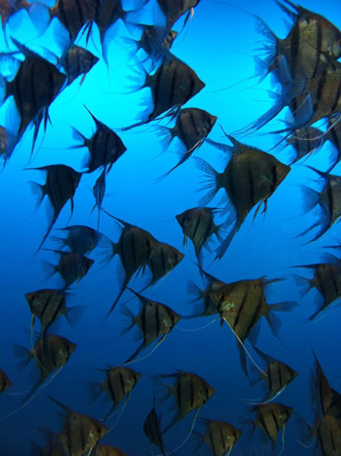 鳥羽水族館