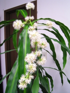 ドラセナの花_12