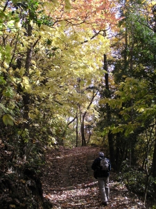 紅葉と木漏れ日の中を歩く