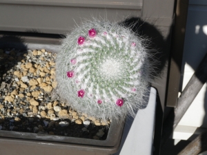サボテンの花_5