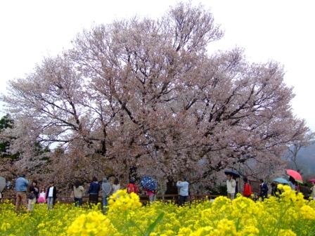 一心行の大桜web.JPG