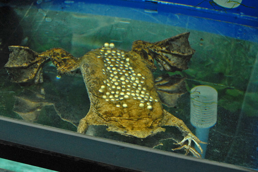 これを見るべし ピパ ピパ 旧東京タワー水族館 ブログ