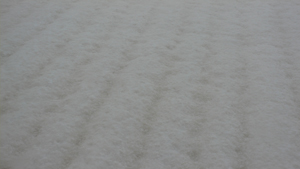 黄色い雪