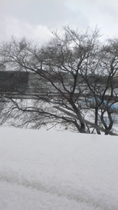 雪景色