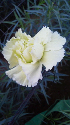 201112161528000.jpg