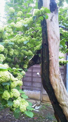 201205041710000.jpg