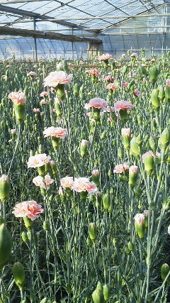 201205070648000.jpg