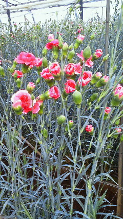 201201271541000.jpg