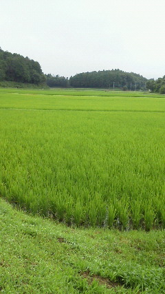 201207020927000.jpg