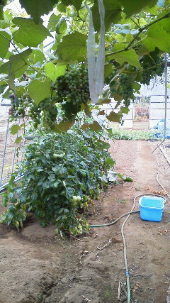 201207201655000.jpg