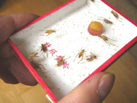 携帯鈴虫