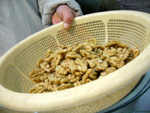 核桃(胡桃)