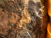 福禄貢圓茶の茶葉