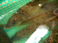 馬嶺魚(ニゴイの仲間)