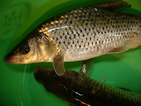 馬嶺魚(ニゴイの仲間)