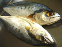 馬鮫魚(サワラ)