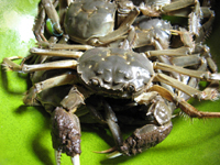 上海蟹