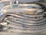 太刀魚