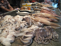 墨魚