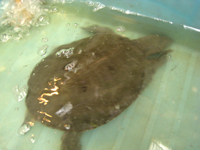 甲魚